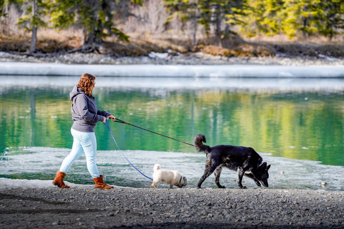 4 things to know before bringing your pet to Jasper National Park