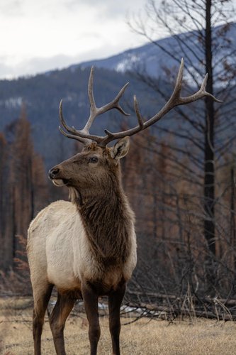 elk_jasper_spring_wildlife.jpg