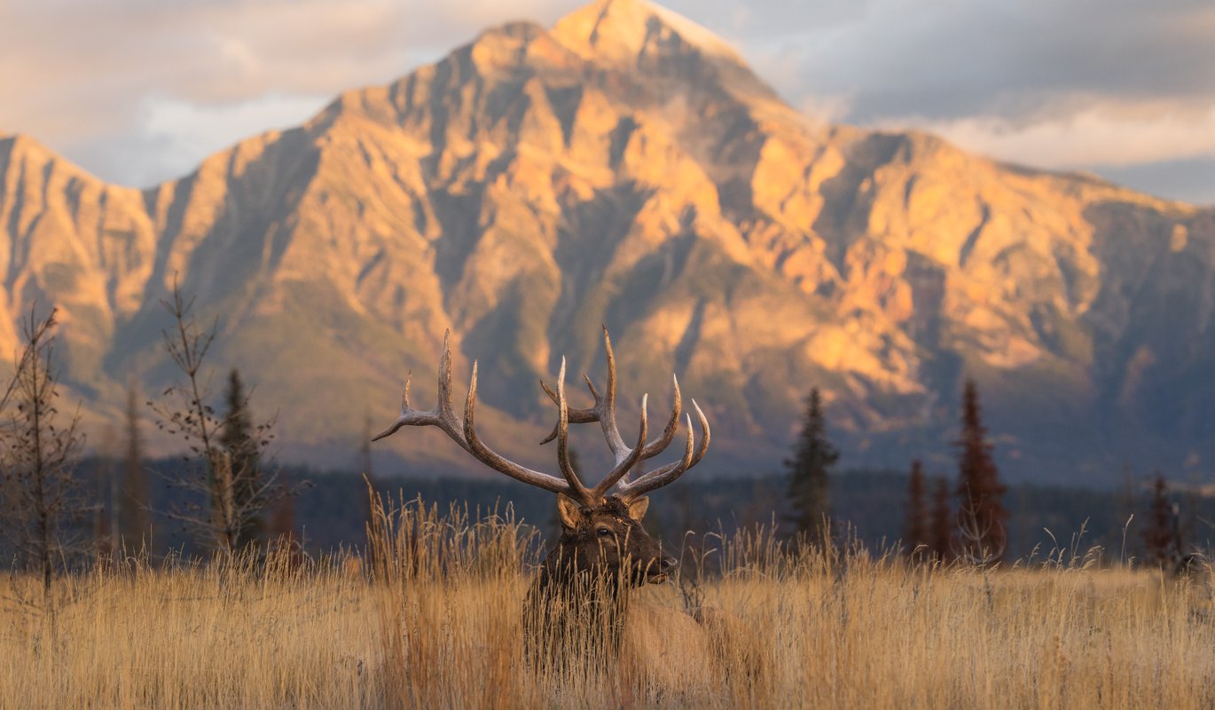 Elk_Jasper2026_AlexBriere_1.jpg