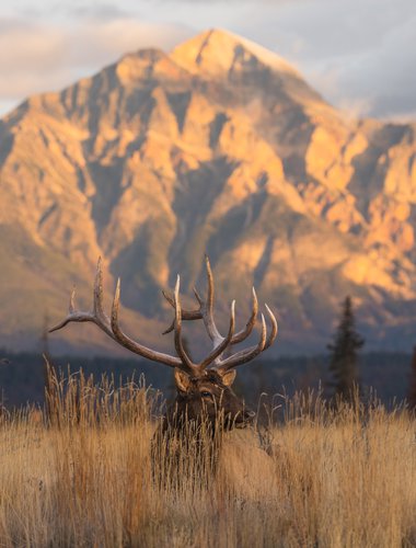 Elk_Jasper2026_AlexBriere_1.jpg