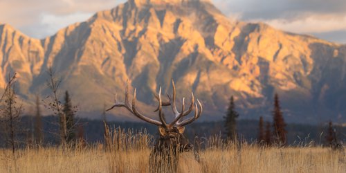 Elk_Jasper2026_AlexBriere_1.jpg