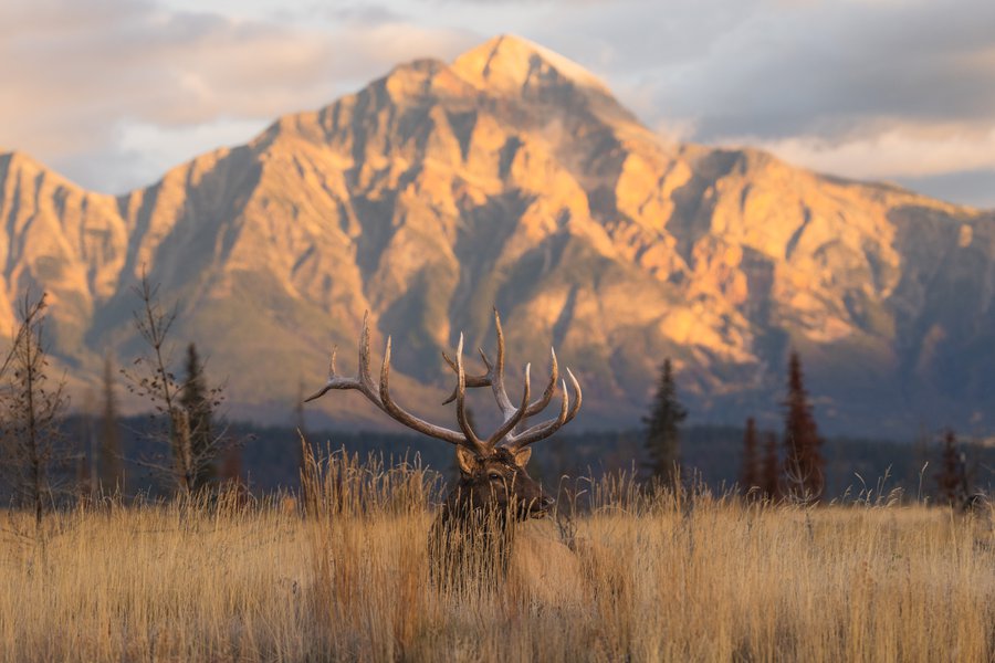 Elk_Jasper2026_AlexBriere_1.jpg