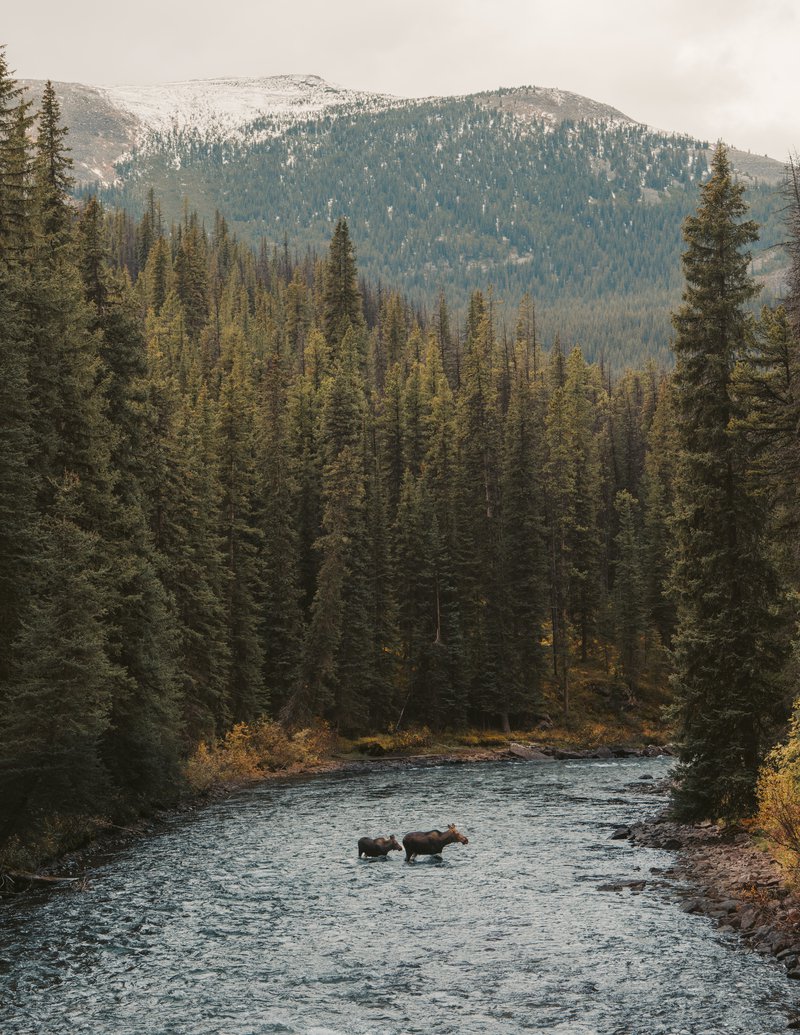 Moose_Jasper2026_AlexBriere_12.jpg