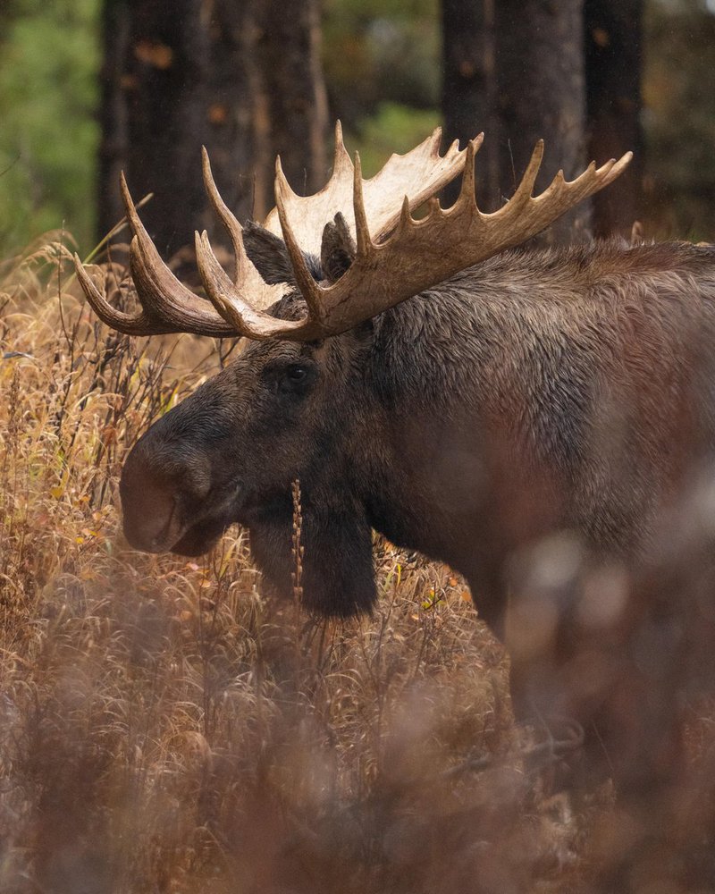 Moose_Jasper2026_AlexBriere_14.jpg