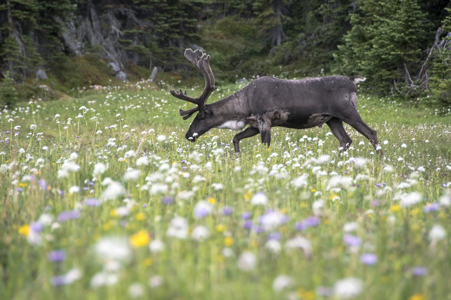 Caribou-Wildlife-Credit-Parks-Canada-Lalenia-Neufeld_1.jpg