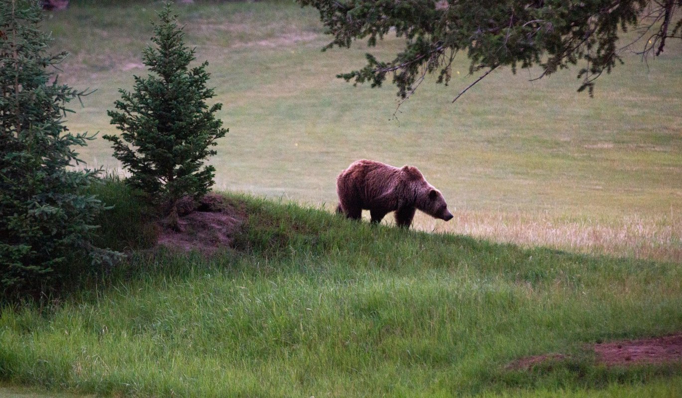 JasperNP-2023-Bear-Sighting-Grizzly-Bear-with-Cubs-Jasper-Park-Lodge-Golf-Course-Credit-Parks-Canada-Luuk-Wijk-IMG_6584.jpg