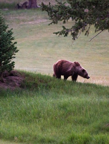 JasperNP-2023-Bear-Sighting-Grizzly-Bear-with-Cubs-Jasper-Park-Lodge-Golf-Course-Credit-Parks-Canada-Luuk-Wijk-IMG_6584.jpg