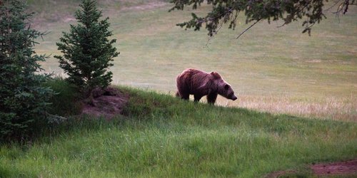 JasperNP-2023-Bear-Sighting-Grizzly-Bear-with-Cubs-Jasper-Park-Lodge-Golf-Course-Credit-Parks-Canada-Luuk-Wijk-IMG_6584.jpg