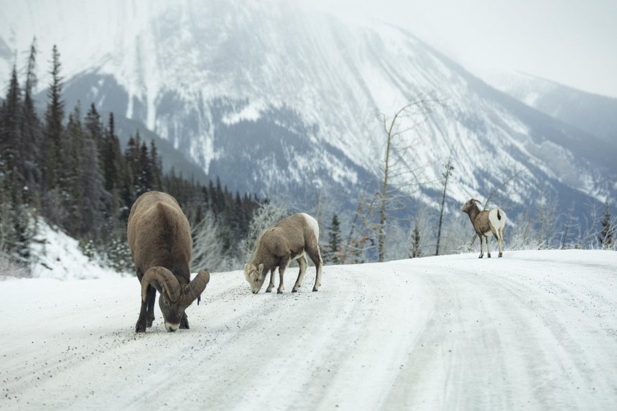 JasperNP-2023-Wildlife-on-Road-Bighorn-Sheep-on-Road-Maligne-Road-Credit-Parks-Canada-Luuk-Wijk-IMG_6461.jpg