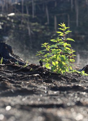 Jasper WIldfire New Growth