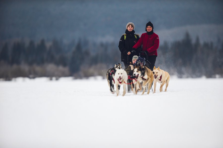 JasperinJanuary-FrontViewofDogSled-CoryJohnnPhotography-CR.jpg