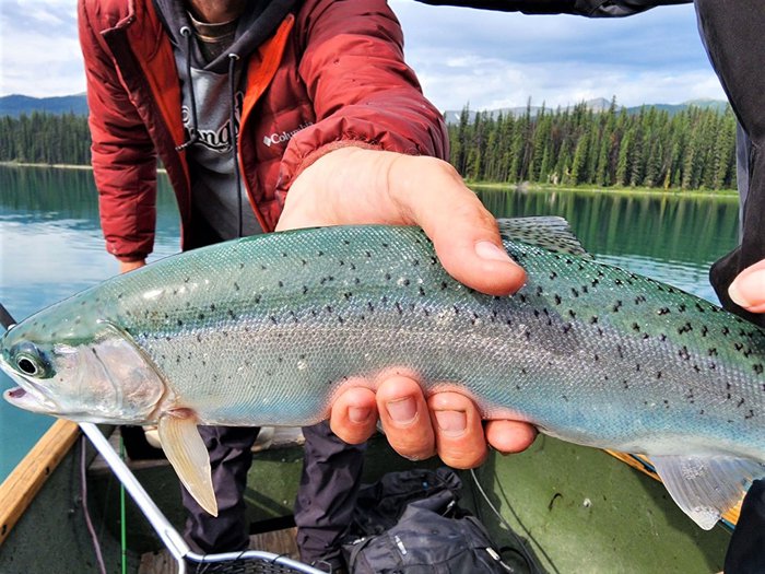 Maligne Lake Trout Fishing Tourism Jasper