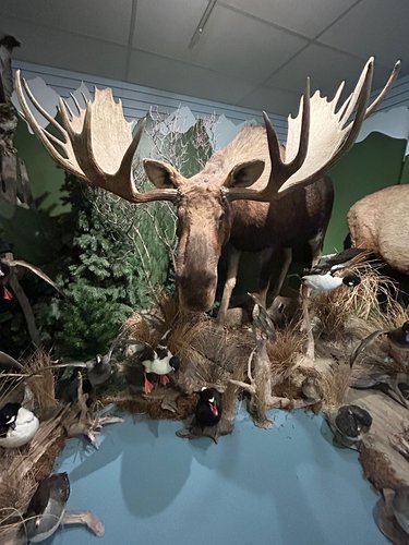 Moose_museum.jpg