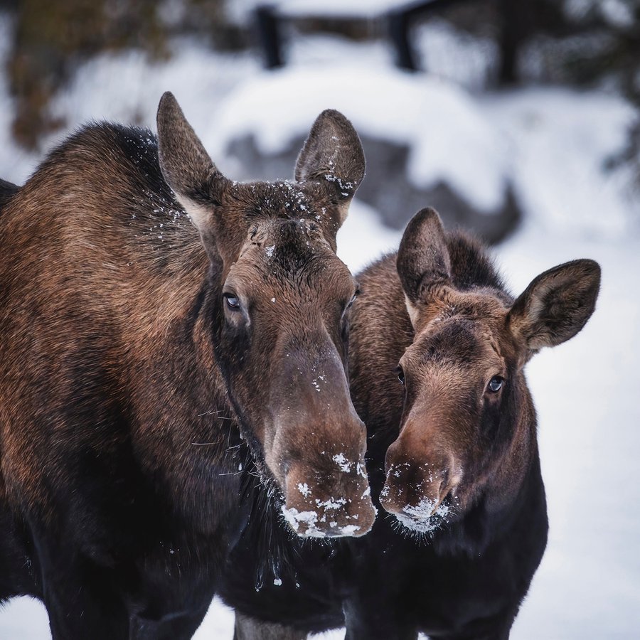 Moose_Cow_&_Calf.jpg Moose_Cow_&_Calf.jpg