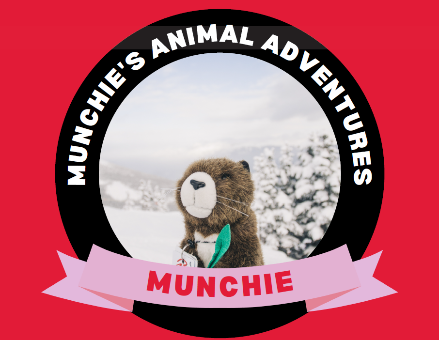 Munchie Animal Adventure - Jasper in January