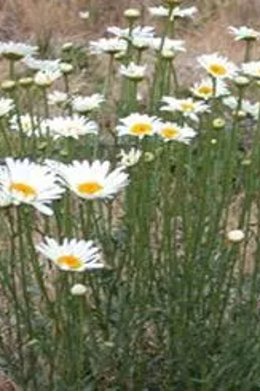 Oxeye Daisy