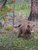 ParksCanada-BearCub-ValerieDomaine-CR-large.jpg