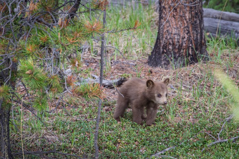 ParksCanada-BearCub-ValerieDomaine-CR-large.jpg