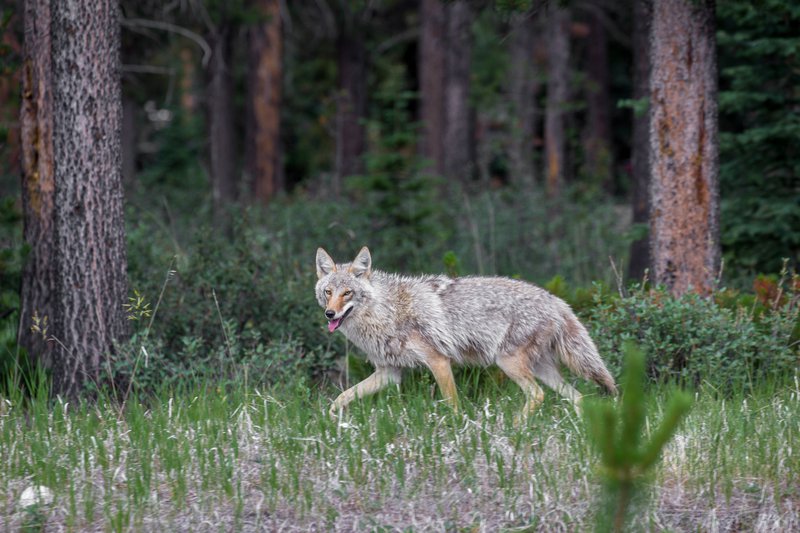 ParksCanada-Coyote-ValerieDomaine-CR-(2).jpg