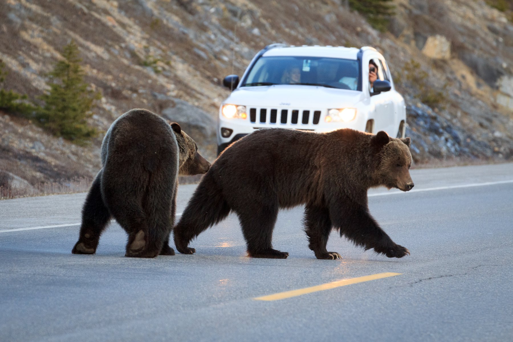 Какая скорость у медведя км ч. Медведь бежит. Скорость медведя. Гризли хвост. Фотоохота на медведя.