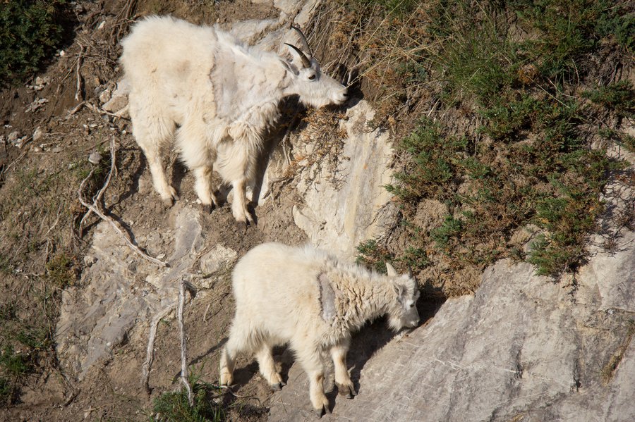 ParksCanada-MountainGoat-RyanBray-CR-(2).jpg