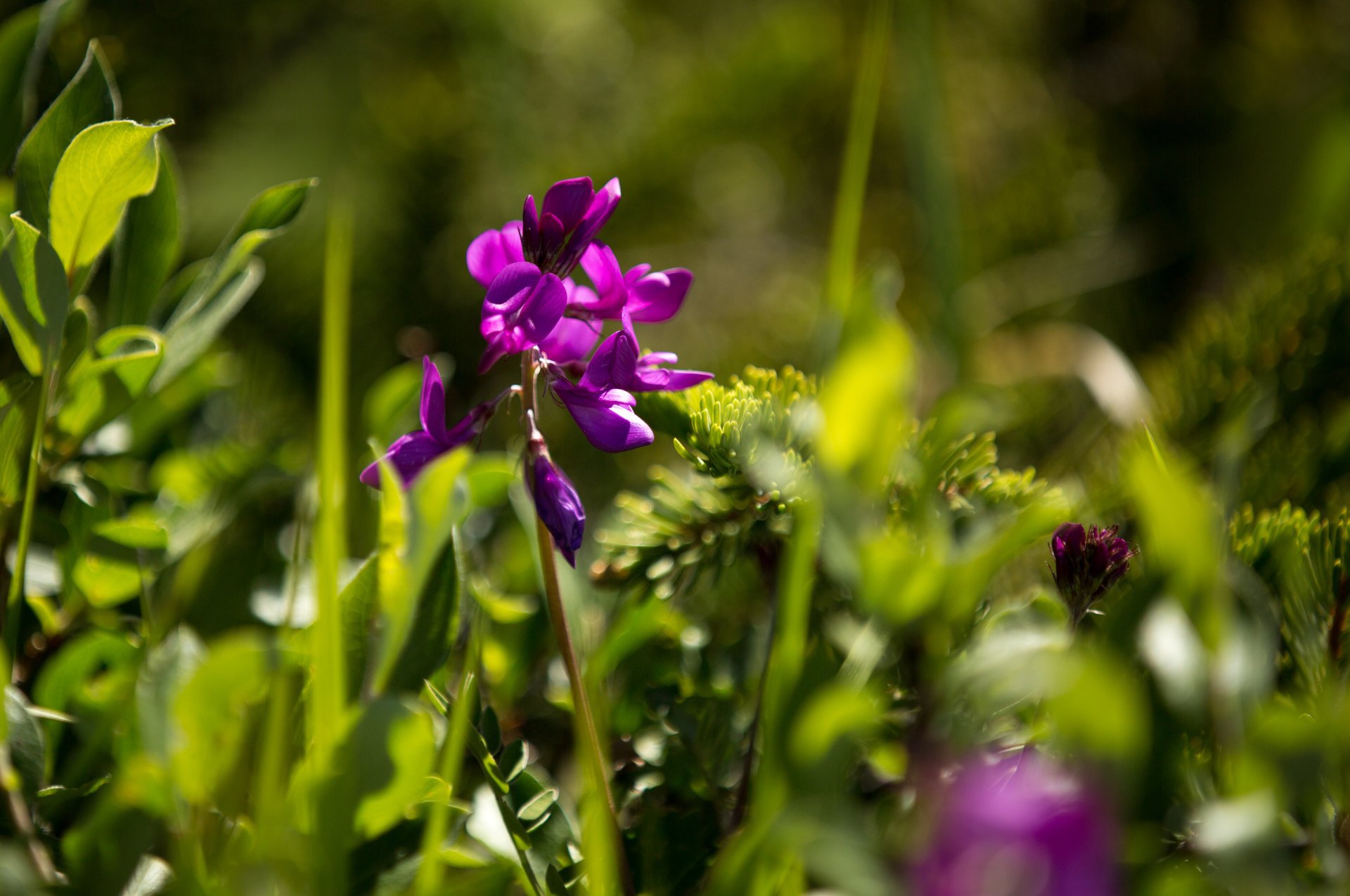 How to see wildflowers in Jasper National Park Tourism Jasper