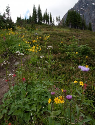 ParksCanada-Wildflowers-Rogier-Gruys-CR.jpg