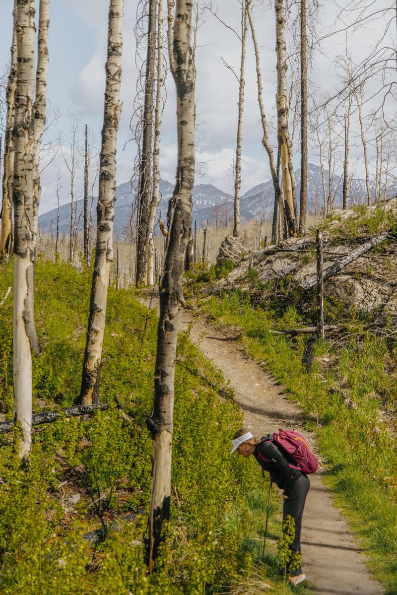 Wildfire Peak-Nic Jasper 2