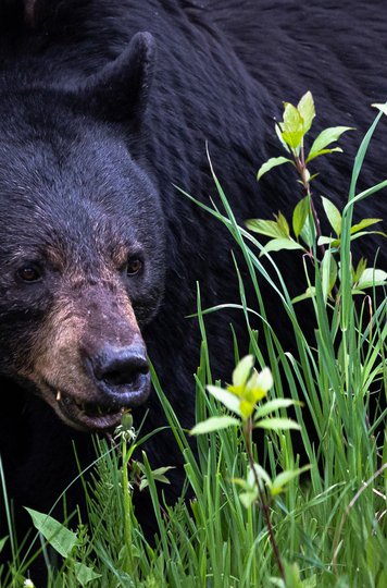 Wildland Photography - Roadside Black Bear.jpg