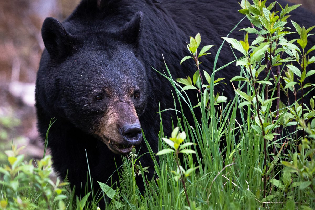 Wildland Photography - Roadside Black Bear.jpg