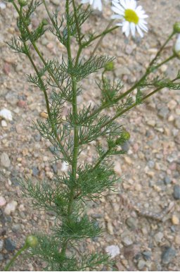 Scentless Chamomile