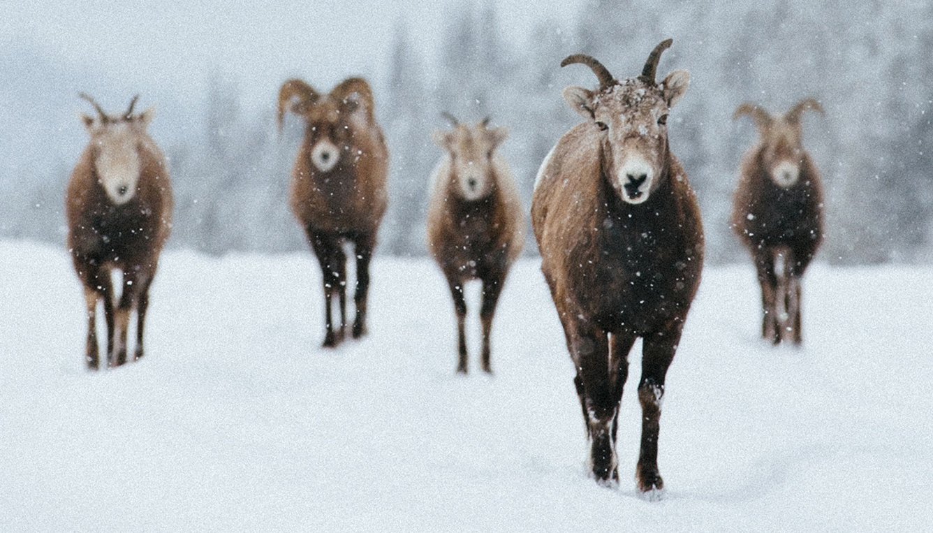 Mountain Goats 2