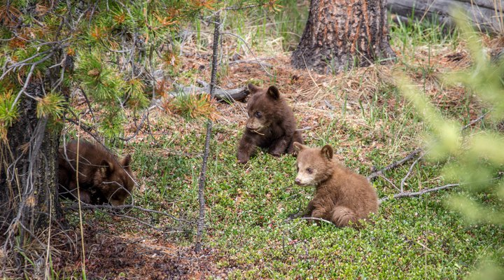 Parks Canada Guidelines