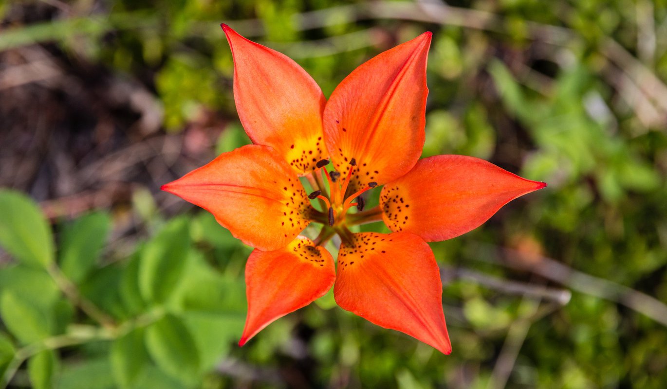 How to see wildflowers in Jasper National Park | Tourism Jasper