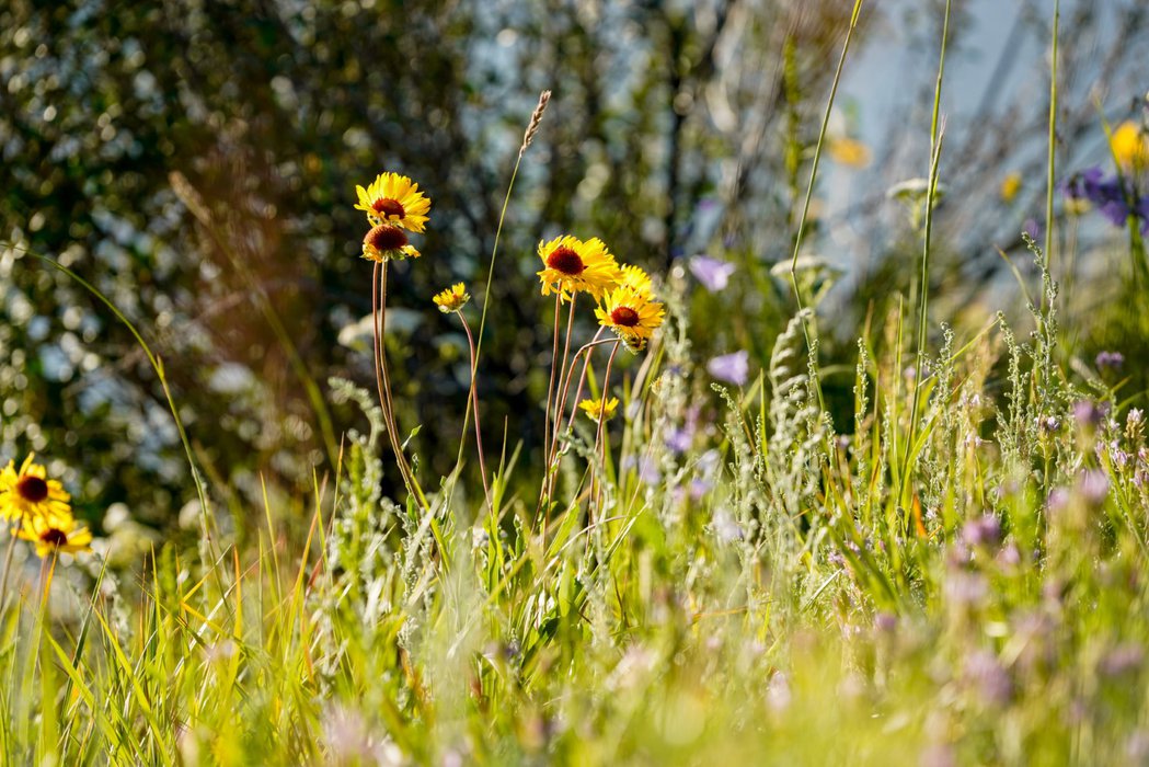 Wild Flowers