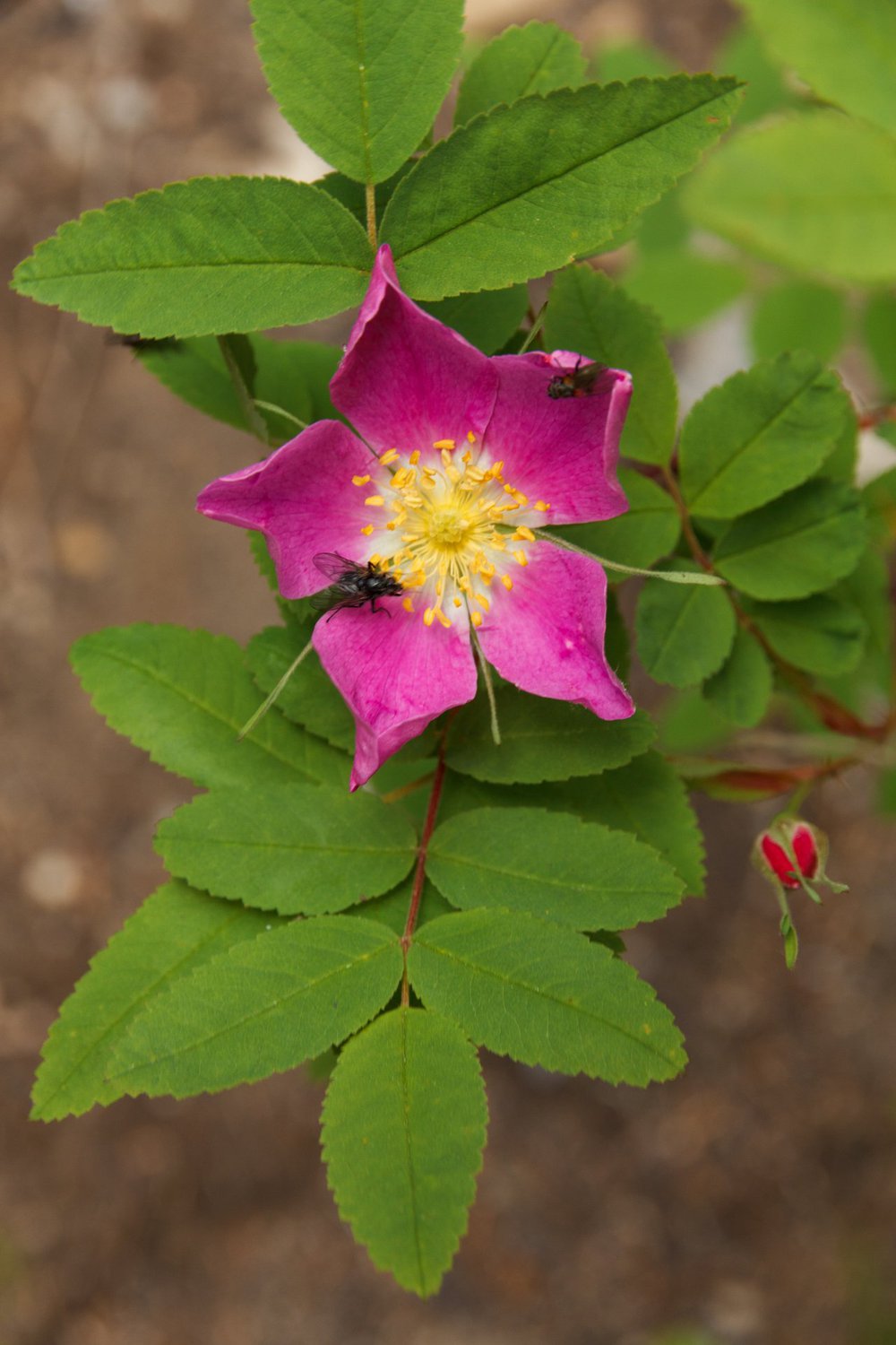 How to see wildflowers in Jasper National Park Tourism Jasper