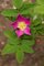 WildRoseFlowerInBloom-Rogier-Gruys,BluePeak-TravelPhotography-CR-large.jpg WildRoseFlowerInBloom-Rogier-Gruys,BluePeak-TravelPhotography-CR-large.jpg