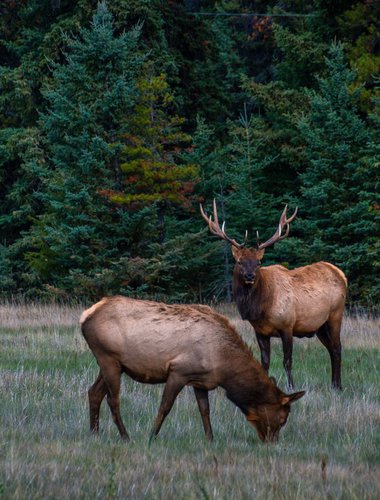 Wildlife2-forprintpleaseuse-CR-Robin-Laurenson-medium.jpg Wildlife2-forprintpleaseuse-CR-Robin-Laurenson-medium.jpg