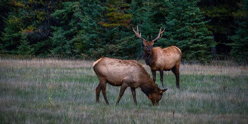 Wildlife2-forprintpleaseuse-CR-Robin-Laurenson-medium.jpg Wildlife2-forprintpleaseuse-CR-Robin-Laurenson-medium.jpg