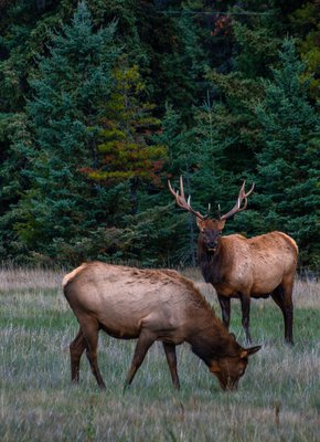 Wildlife2-forprintpleaseuse-CR-Robin-Laurenson-medium.jpg