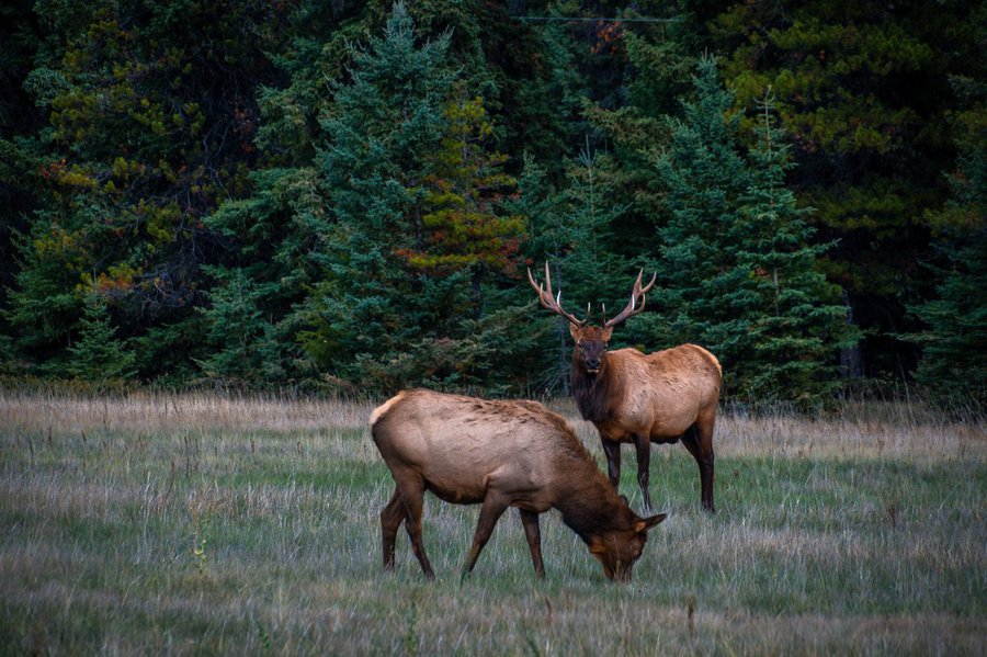 Wildlife2-forprintpleaseuse-CR-Robin-Laurenson-medium.jpg