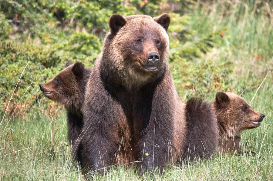 Wildlife Photography Tour Jasper Photo Tours