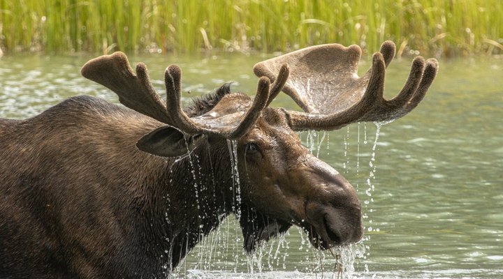 Wildlife Viewing