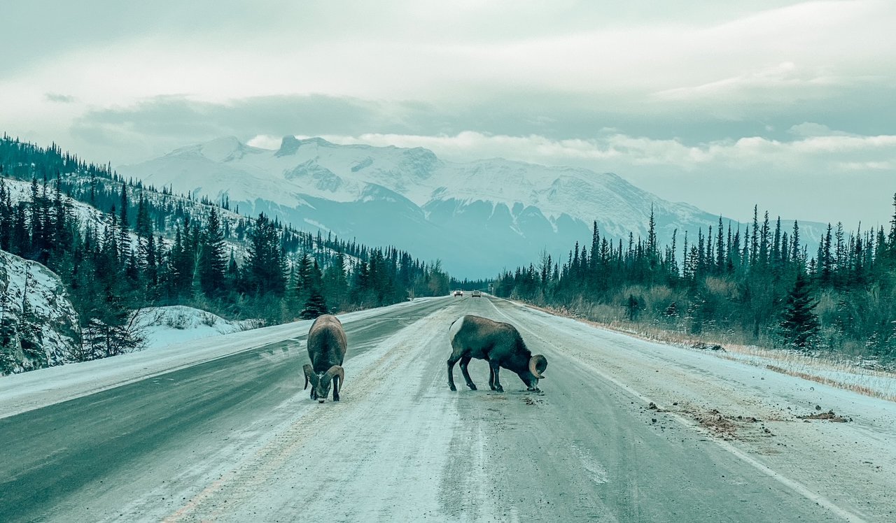 Wildlife_in_Jasper[1].JPG