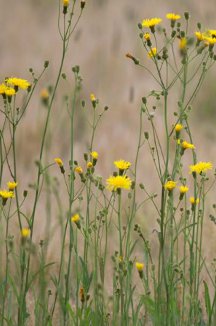 Yellow Hawkweeds