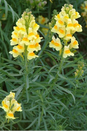 Yellow Toadflax