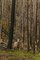 wildfire_peaknic.jpg