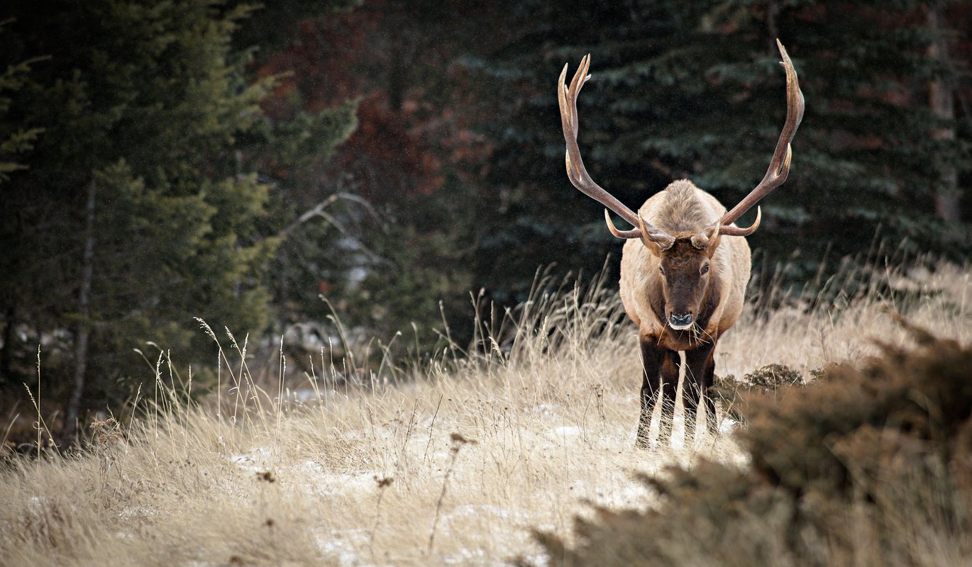 Elk - Wildlife viewing Elk - Wildlife viewing