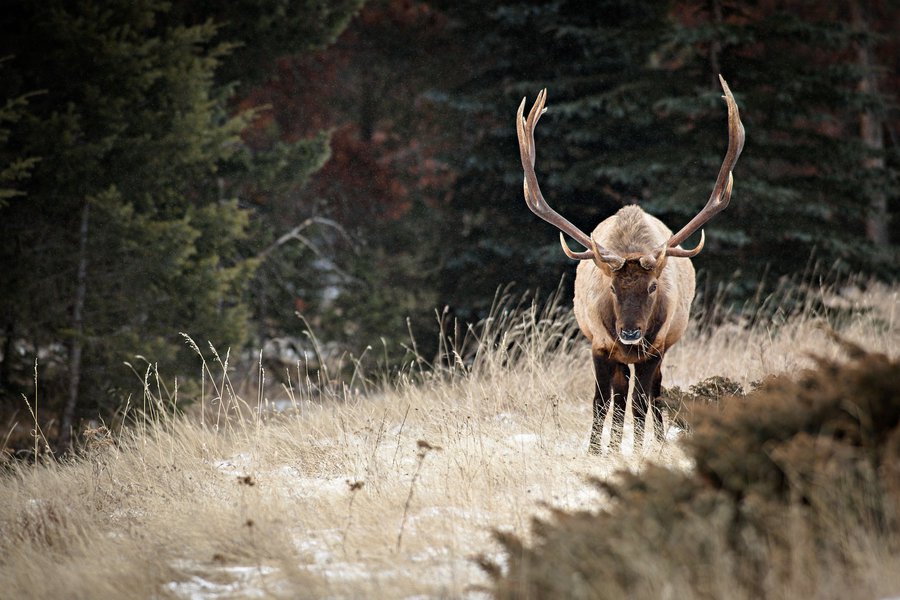 Elk - Wildlife viewing