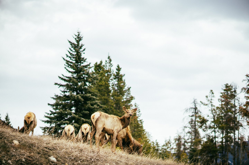 Jasper Motorcycle Tours - Wildlife